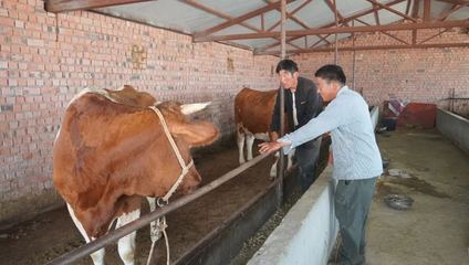 哈巴河 振興鄉(xiāng)村'牛'經(jīng)濟(jì) 奶牛養(yǎng)出好'錢(qián)'景